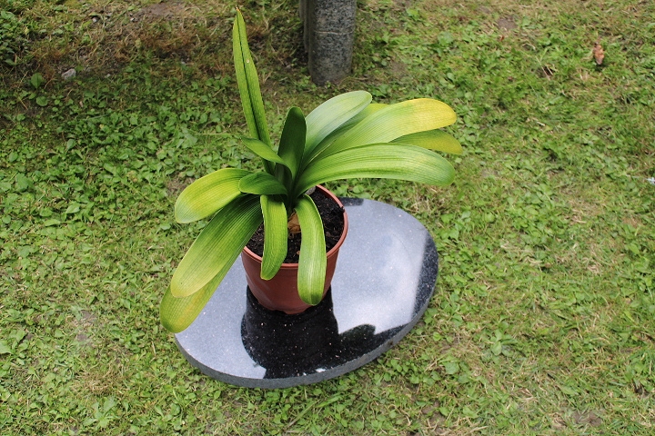 Trittstein Dekostein aus Granit Star Galaxy Trittstein 45cm x32 cm x 3cm